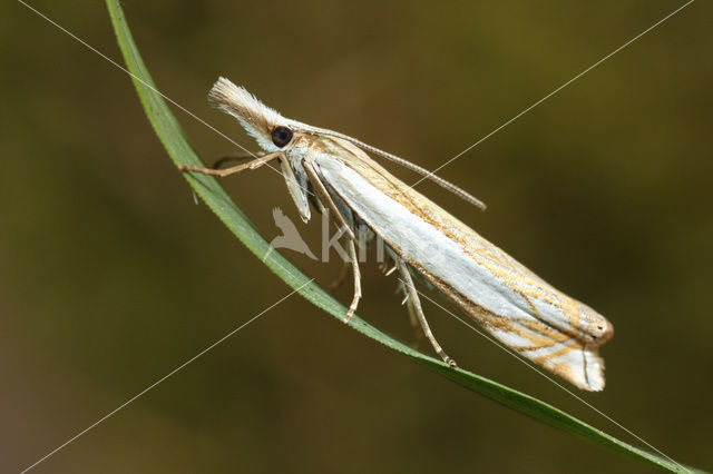 Zilverstreepgrasmot (Crambus pascuella)