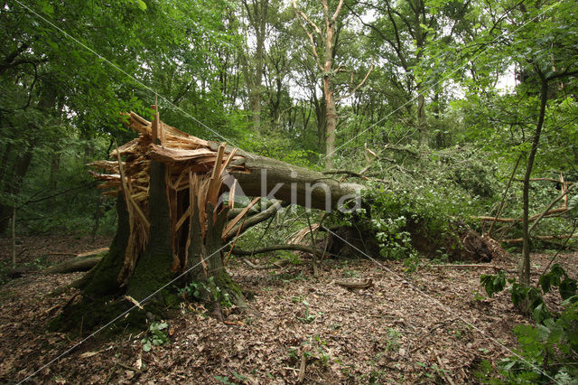 Zomereik (Quercus robur)