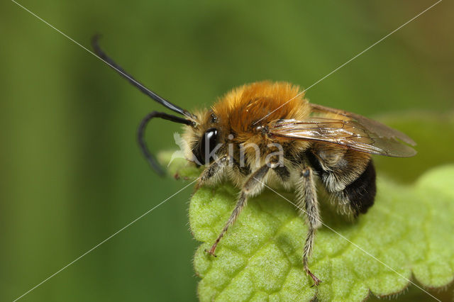 Zuidelijke langhoornbij (Eucera nigrescens)