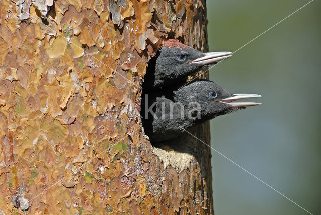 Black Woodpecker (Dryocopus martius)