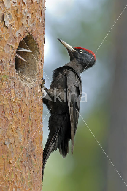 Black Woodpecker (Dryocopus martius)