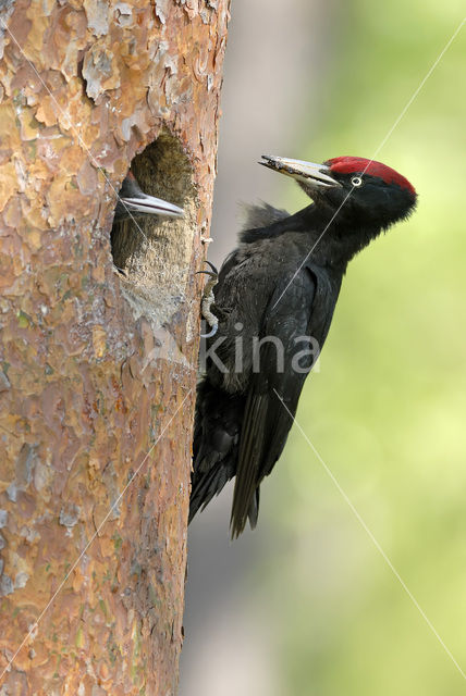 Black Woodpecker (Dryocopus martius)