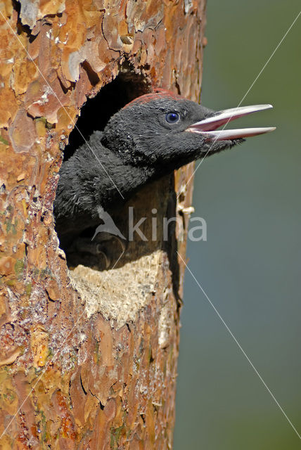 Black Woodpecker (Dryocopus martius)