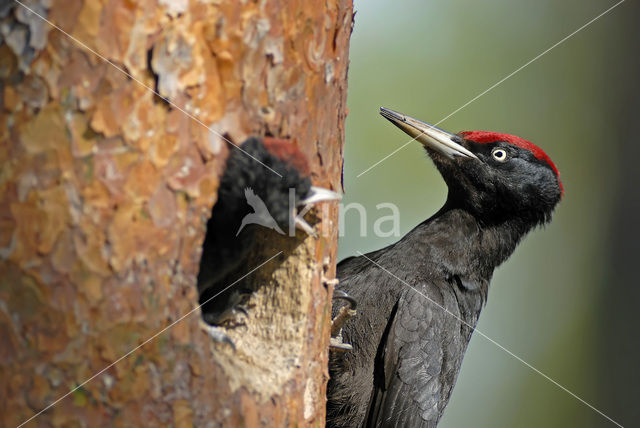 Black Woodpecker (Dryocopus martius)