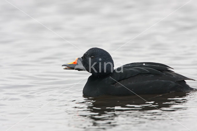 Black Scoter (Melanitta nigra)