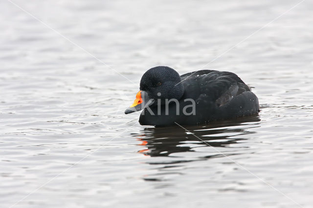 Black Scoter (Melanitta nigra)