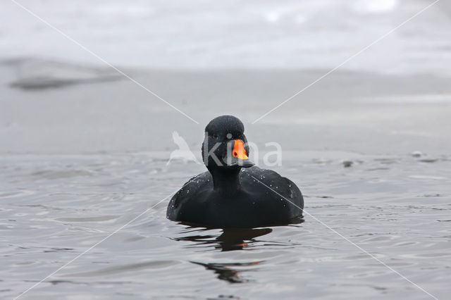 Black Scoter (Melanitta nigra)