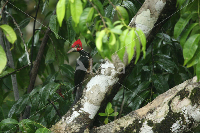 Crimson-crested Woodpecker (Campephilus melanoleucos)