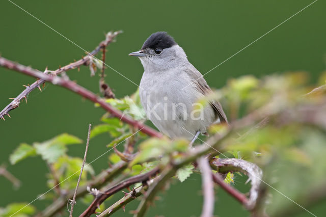 Blackcap (Sylvia atricapilla)