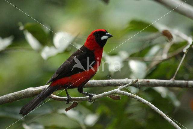 Zwartmaskertangare (Ramphocelus nigrogularis)