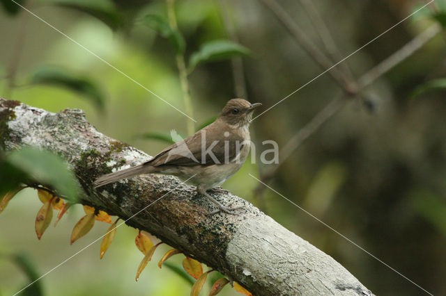 Zwartsnavellijster (Turdus ignobilis)