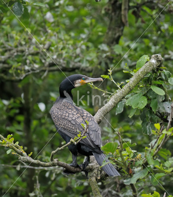 Great Cormorant (Phalacrocorax carbo)