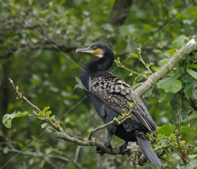 Great Cormorant (Phalacrocorax carbo)