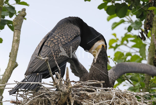Great Cormorant (Phalacrocorax carbo)