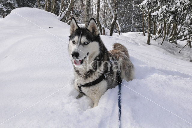 Alaska Husky