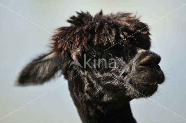 Alpaca (Vicugna pacos)