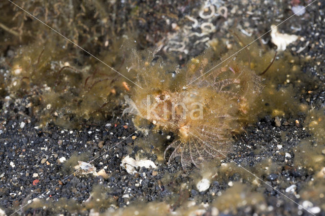 Ambon Scorpionfish (Pteroidichthys amboinensis)