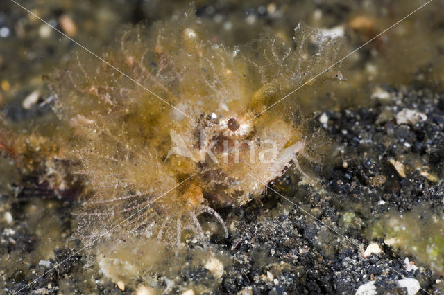 Ambon Scorpionfish (Pteroidichthys amboinensis)