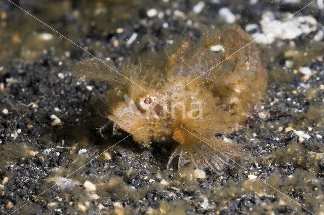 Ambon Scorpionfish (Pteroidichthys amboinensis)