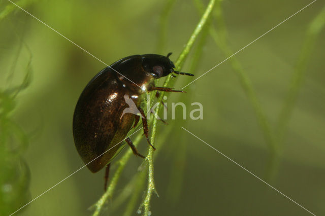 Anacaena lutescens