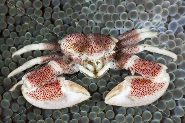 Porcelain Anemone Crab (Neopetrolisthes maculatus)