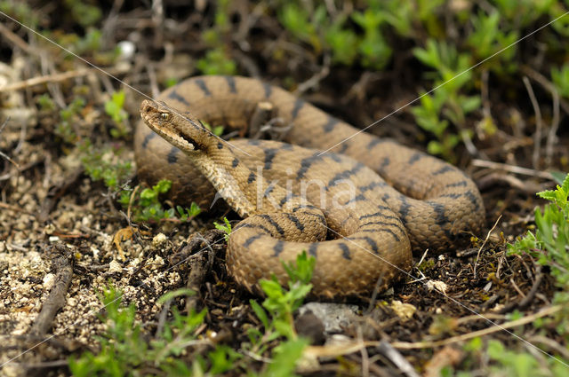asp viper (Vipera aspis)