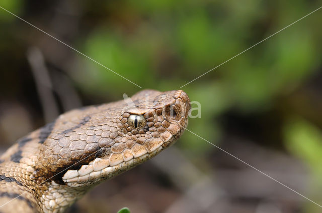 Aspisadder (Vipera aspis)