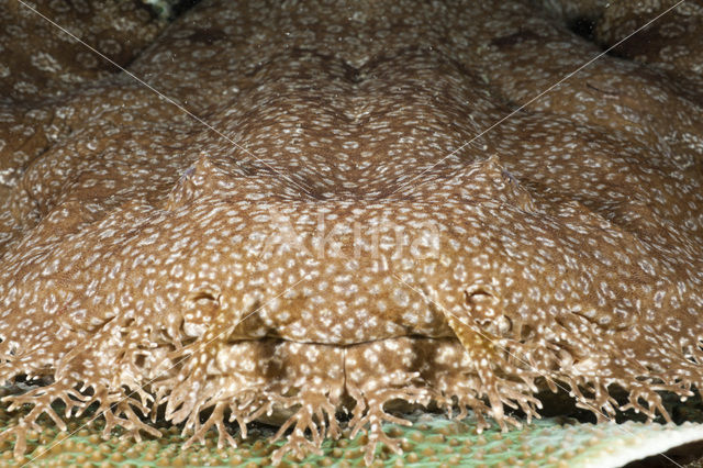 Tasselled Wobbegong (Eucrossorhinus dasypogon)