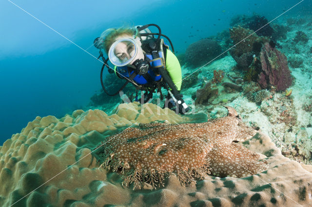 Tasselled Wobbegong (Eucrossorhinus dasypogon)