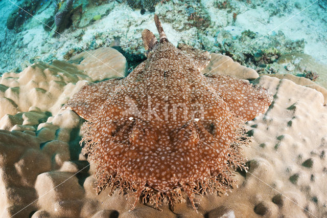 Tasselled Wobbegong (Eucrossorhinus dasypogon)