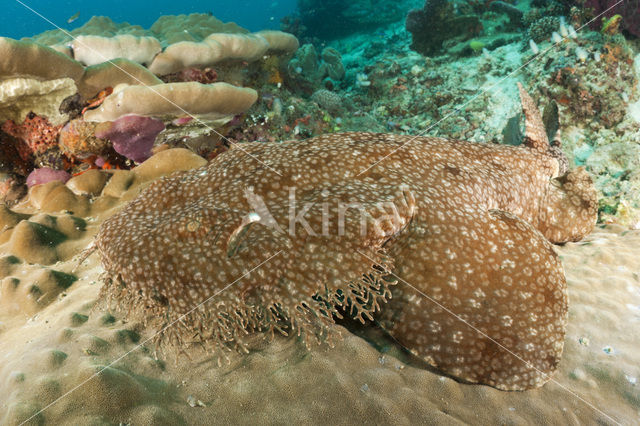 Tasselled Wobbegong (Eucrossorhinus dasypogon)