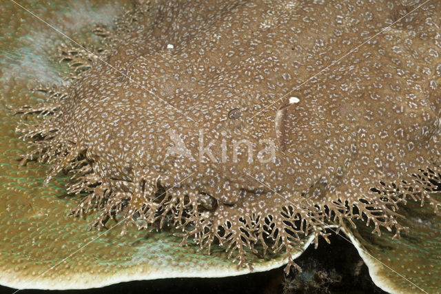 Tasselled Wobbegong (Eucrossorhinus dasypogon)