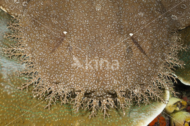 Tasselled Wobbegong (Eucrossorhinus dasypogon)