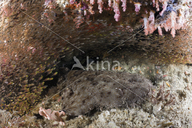 Tasselled Wobbegong (Eucrossorhinus dasypogon)