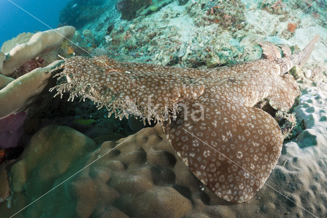 Tasselled Wobbegong (Eucrossorhinus dasypogon)