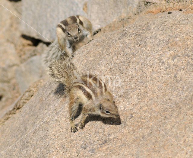 Barbary Ground Squirrel (Atlantoxerus getulus)