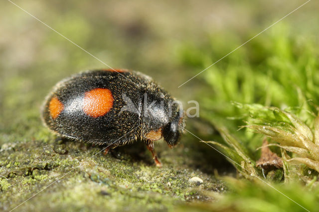 Behaard lieveheersbeestje (Platynaspis luteorubra)