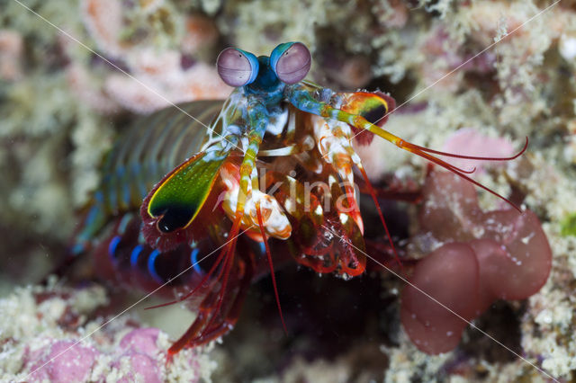Peacock mantis shrimp (Odontodactylus scyllarus)
