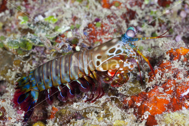 Peacock mantis shrimp (Odontodactylus scyllarus)