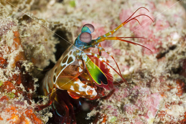 Peacock mantis shrimp (Odontodactylus scyllarus)