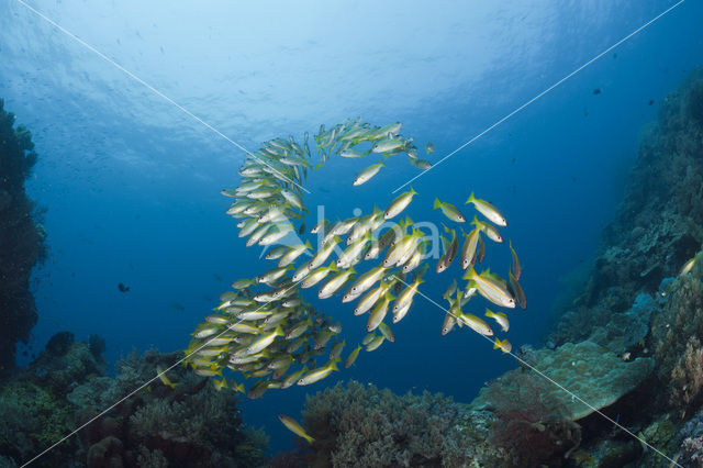 Bigeye snapper (Lutjanus lutjanus)