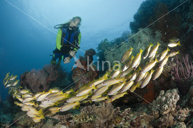 Bigeye snapper (Lutjanus lutjanus)