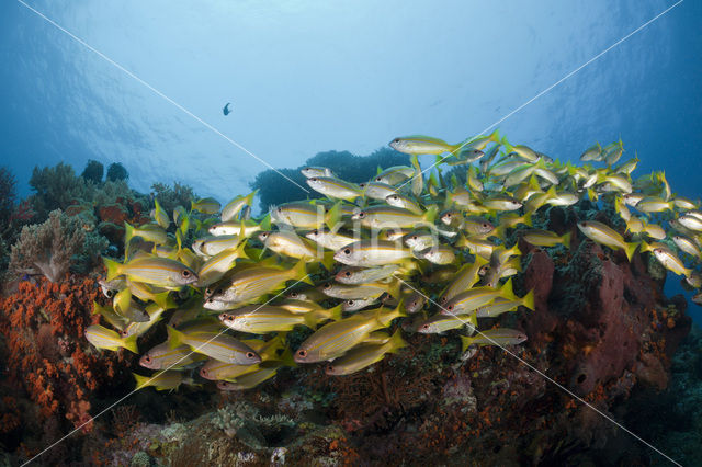 Bigeye snapper (Lutjanus lutjanus)