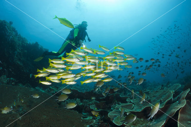 Bigeye snapper (Lutjanus lutjanus)