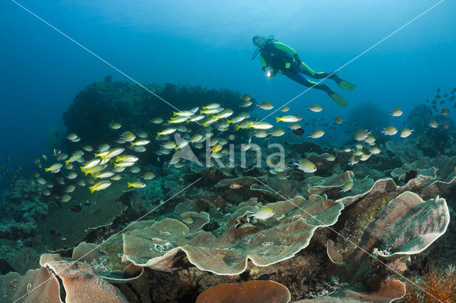 Bigeye snapper (Lutjanus lutjanus)