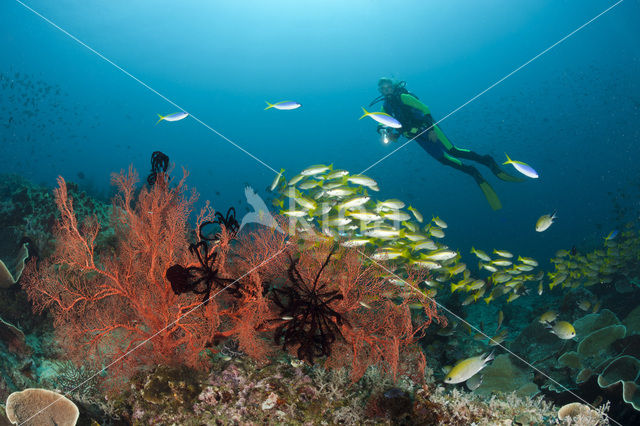 Bigeye snapper (Lutjanus lutjanus)