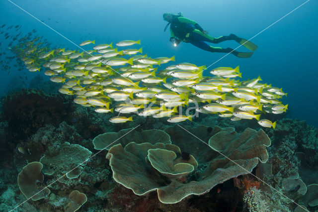 Bigeye snapper (Lutjanus lutjanus)