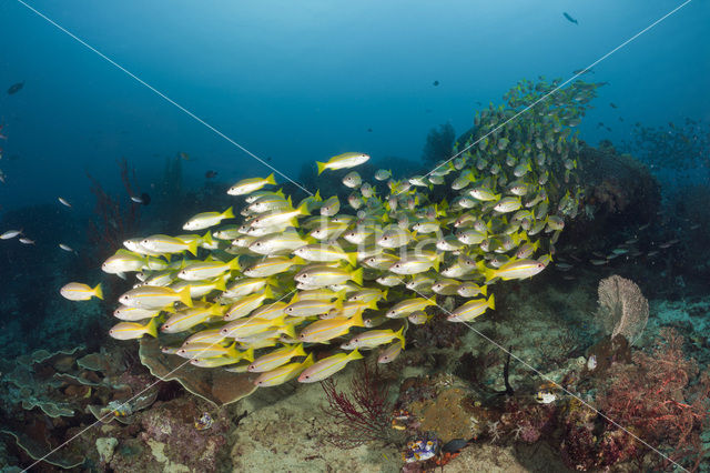 Bigeye snapper (Lutjanus lutjanus)