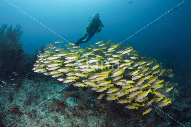 Bigeye snapper (Lutjanus lutjanus)