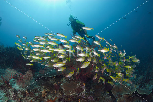 Bigeye snapper (Lutjanus lutjanus)